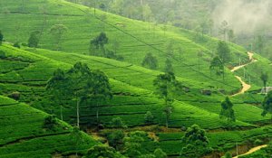 Nuwara Eliya