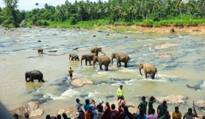Pinnawala Elephant Orphanage