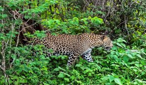 Leopard in Yala