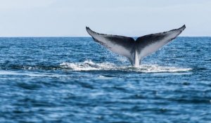 whales