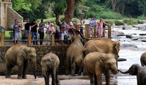 Pinnawala Elephant Orphanage