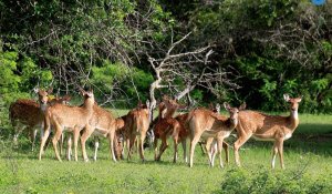 Yala National Park