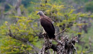 Bird Watching in Yala