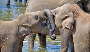 Pinnawala Elephant Orphanage