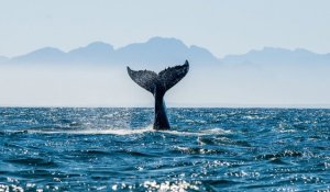 whales